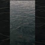 巨大丸貝を使ってみた #かかり釣 #ちぬ #迫間浦