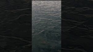 巨大丸貝を使ってみた　#かかり釣　#ちぬ #迫間浦