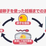 「ライフプランとキャリアプランの選択肢に」健康な女性の間でも注目の「卵子凍結」　背景と現状は